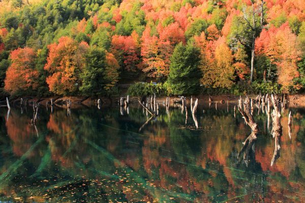 Bosques de robleáceas en otoño, junto a Laguna Arcoíris